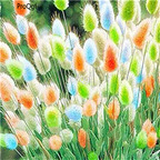 19usd Ngryise 8000Pcs A Set rabbit tail grass seed