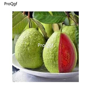 19usd Ngryise 50Pcs A Set Tropical Psidium Guava  seed