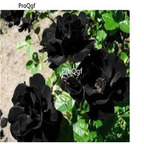 19usd Ngryise 3000Pcs A Set black rose seed