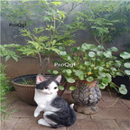 39usd Ngryise 1 Set Creative cat series garden statue
