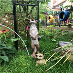 39usd Ngryise 1 Set Creative always looking sun series garden statue