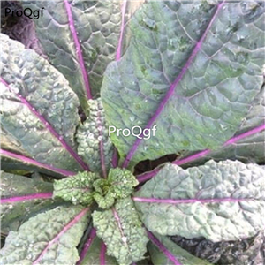 19usd Ngryise 500Pcs A Set Dazzling Blue Kale seed
