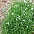 19usd Ngryise 9000Pcs A Set GARLIC CHIVES Allium Tuberosum seed
