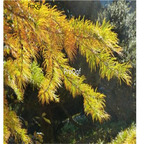 19usd ngryise 3000pcs Pseudolarix Amabilis seed