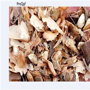 19usd ngryise 3000pcs Pseudolarix Amabilis seed