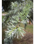 19usd Ngryise 500Pcs A Set Cedrus Deodara seed