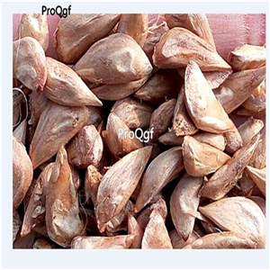 19usd Ngryise 500Pcs A Set Cedrus Deodara seed