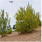 19usd Ngryise 5000Pcs A Set Caragana Korshinskii seed