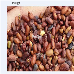 19usd Ngryise 5000Pcs A Set Caragana Korshinskii seed