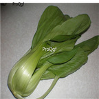 19usd 30000Pcs A Set Bok Choy Pak Choi Chinese Cabbage seed