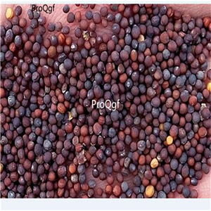 19usd 30000Pcs A Set Bok Choy Pak Choi Chinese Cabbage seed