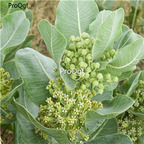 19usd Ngryise 1000Pcs A Set Western Sand Milkweed Asclepias  seed