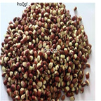 19usd Ngryise 2000Pcs A Set Cowpea seed