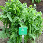 19usd Ngryise 300Pcs A Set Skyrwates Sium sisarum seed