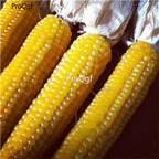 19usd Ngryise 1000Pcs A Set Ladyfinger Popcorn  seed