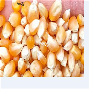 19usd Ngryise 1000Pcs A Set Ladyfinger Popcorn  seed