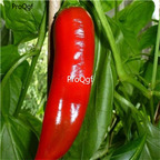 19usd Ngryise 8000Pcs A Set Georgia Flame Pepper seed