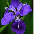 19usd Ngryise 3000Pcs A Set Blue Butterfly Flower  seed
