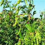 19usd Ngryise 500Pcs A Set PIGEON PEA Congo Peas tropica seed
