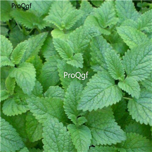19usd Ngryise 8000Pcs A Set Lemon Mint seed