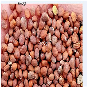 19usd Ngryise 8000Pcs A Set Snow White Carrot Beta-Carotene seed