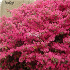 19usd Ngryise 3000Pcs A Set loropetalum sizhaohua seed
