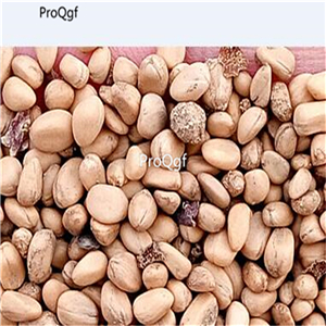 19usd Ngryise 3000Pcs A Set loropetalum sizhaohua seed