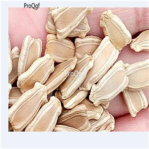 19usd Ngryise 500Pcs A Set Calabash Gourd Crane Head Bottle Gourd seed