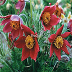 19usd Ngryise 500Pcs A Set PULSATILLA PASQUE huoju seed