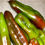 19usd ngryise 8000pcs Sweet Giant Marconi Frying Pepper seed