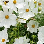 19usd Ngryise 30000Pcs A Set Bright White Purity Cosmos  seed