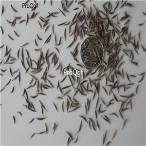 19usd Ngryise 30000Pcs A Set Bright White Purity Cosmos  seed