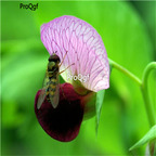19usd Ngryise 500Pcs A Set Austrian Winter Pea seed