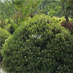 19usd Ngryise 3000Pcs A Set Pittosporum Tobira seed