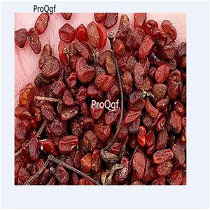 19usd Ngryise 3000Pcs A Set Pittosporum Tobira seed