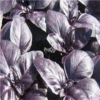 19usd Ngryise 30000Pcs A Set Ocimum Basilicum Purple Basil seed
