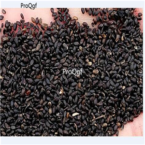 19usd Ngryise 30000Pcs A Set Ocimum Basilicum Purple Basil seed