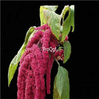 19usd Ngryise 30000Pcs A Set Landscaping Salad Amaranth Love Lies seed