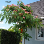 19usd Ngryise 6000Pcs A Set Pink Southern Silk Tree Albizia  seed