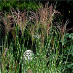 19usd Ngryise 30000Pcs A Set ZEBRA GRASS Miscanthus Sinensis Zebrinus Maiden seed
