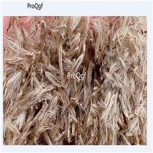 19usd Ngryise 30000Pcs A Set ZEBRA GRASS Miscanthus Sinensis Zebrinus Maiden seed