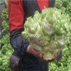 19usd Ngryise 3000Pcs A Set Brassica Juncea seed