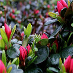 19usd Ngryise 8000Pcs A Set Rhododendron barbatum seed