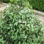 19usd ngryise 3000pcs Pogostemon Cablin seed
