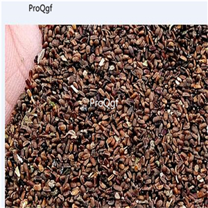 19usd ngryise 3000pcs Pogostemon Cablin seed