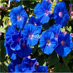19usd Ngryise 6000Pcs A Set Blue Morning Glory  Ipomoea  seed