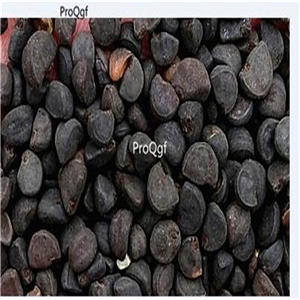 19usd Ngryise 6000Pcs A Set Blue Morning Glory  Ipomoea  seed