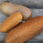 19usd Ngryise 6000Pcs A Set  Indian Gourmet Cucumber Cucumis sativus seed
