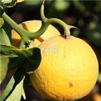 19usd Ngryise 3000Pcs A Set  Poncirus trifoliata FLYING DRAGON HARDY seed