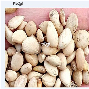 19usd Ngryise 3000Pcs A Set  Poncirus trifoliata FLYING DRAGON HARDY seed